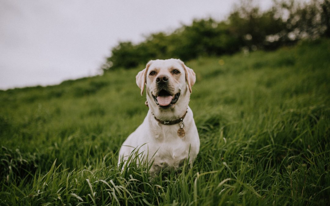 A Complete Guide to Happy and Healthy Labradors